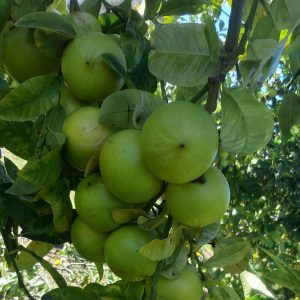 Cassetta Bergamotti Biologici Calabresi - 18 Kg Prodotto Tipico Calabrese